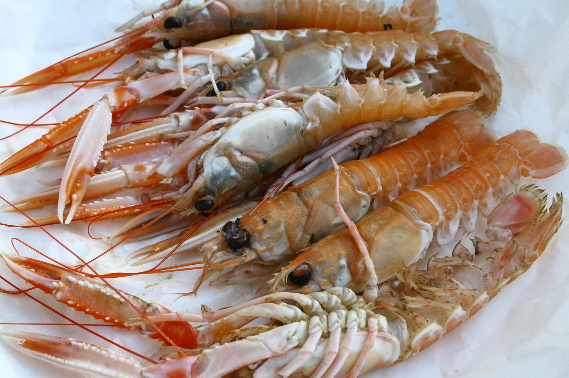 Large fresh prawns