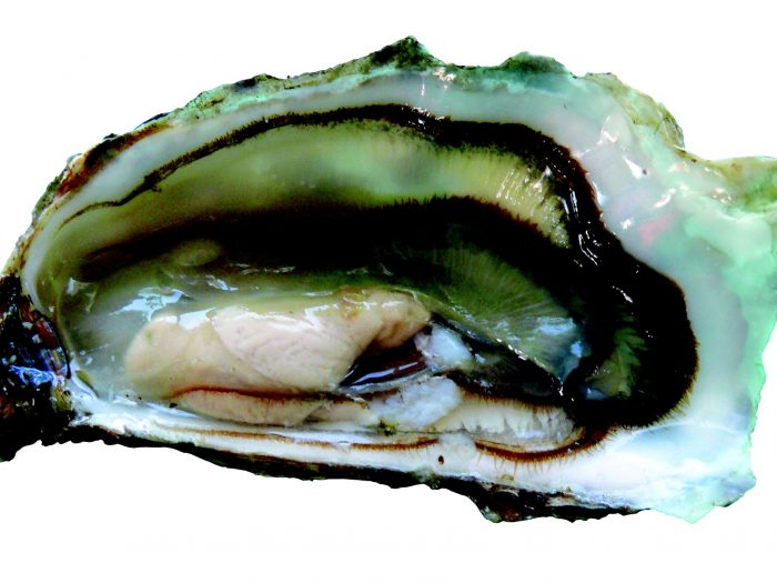 Oyster on a bed of leeks with white sauce