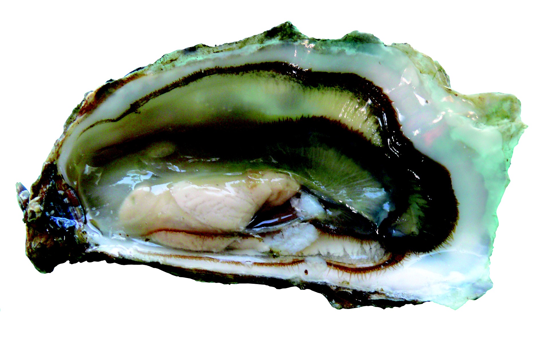 Oyster on a bed of leeks with white sauce